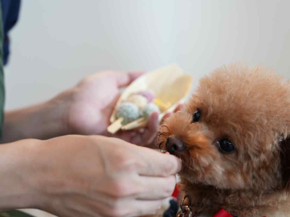愛犬の笑顔を引き出す無添加ペットフードの販売
