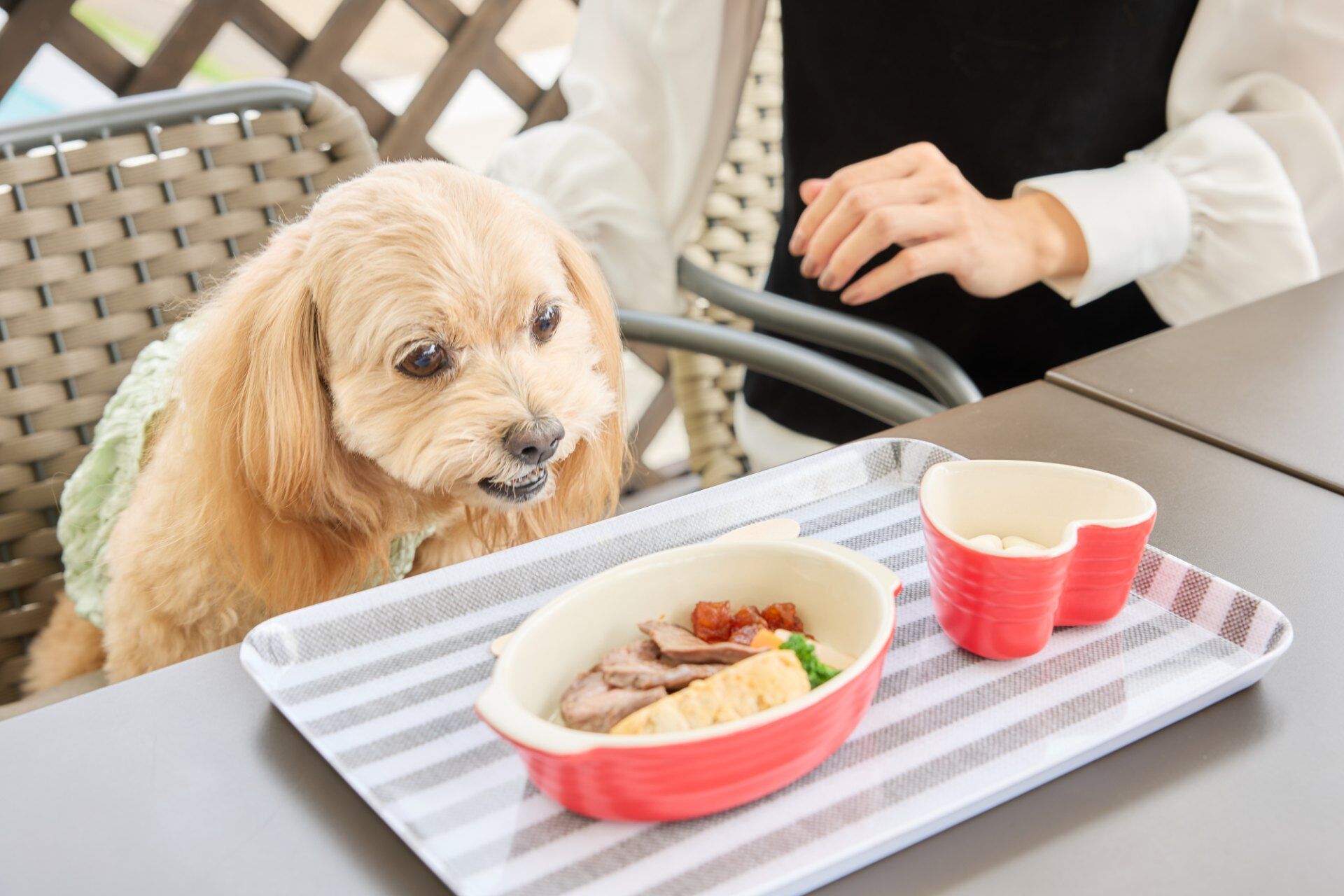 愛犬のためのこだわりフードを作れる手作り教室